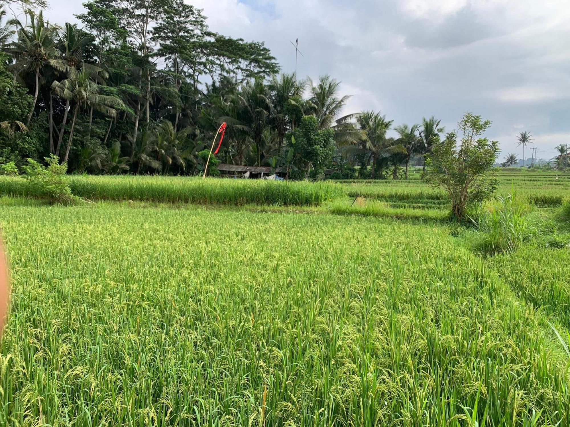 Adi Laxmi Villa Ubud Exteriör bild